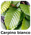 Carpino bianco